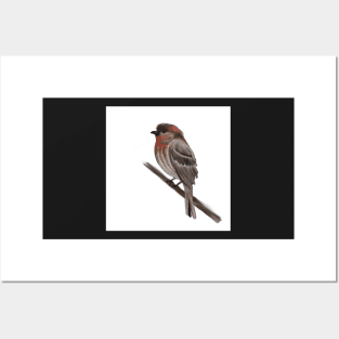 My purple finch friend Posters and Art